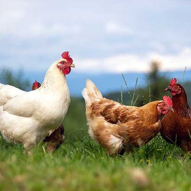 Tierschutz mobiler Hühnerstall