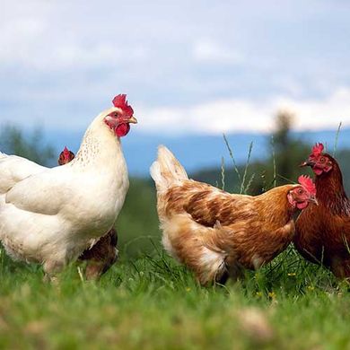 Tierschutz mobiler Hühnerstall